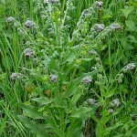 Rass (Cynoglossum officinale) Rass (Cynoglossum officinale)